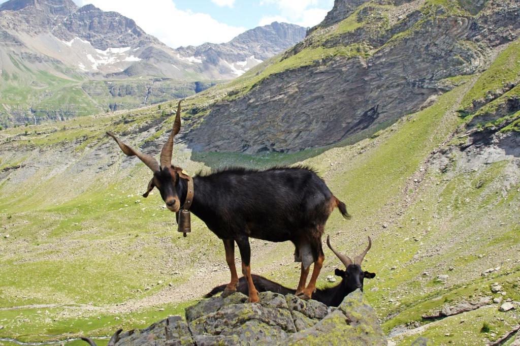 Отель Le Relais Des Vaudois Фрессиньер Экстерьер фото